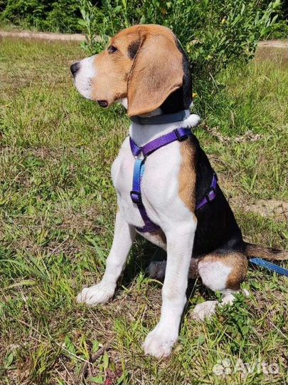 Шлейка для собак анатомическая miamorpets