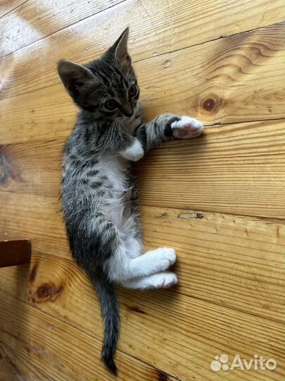 Котенок в добрые руки(девочка )