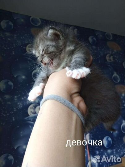 Кошка в дар бесплатно