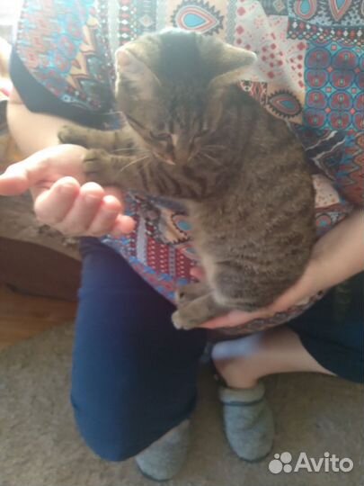 Кошка в дар бесплатно