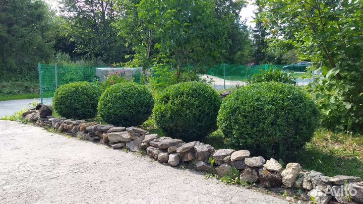 Саженцы самшита