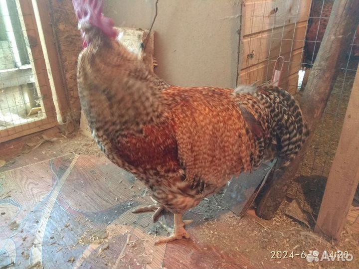 Петух Билефельдер