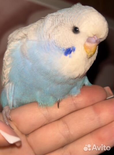 Выставочные волнистые попугаи чехи