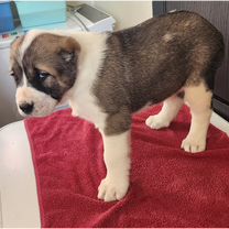 Среднеазиатская овчарка, щенок