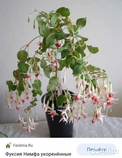 Фуксия сортовая, ахименес, циссус