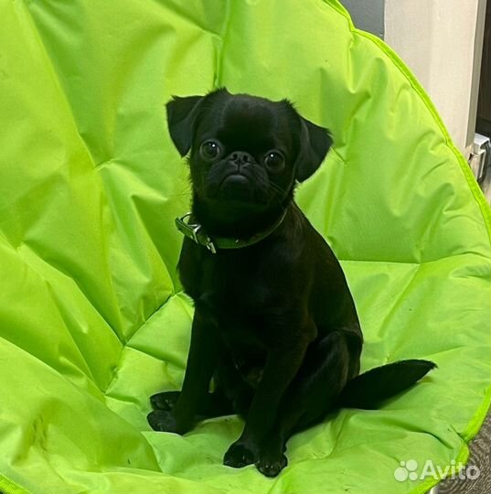 Пти брабансон