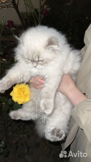 Продаю котенка