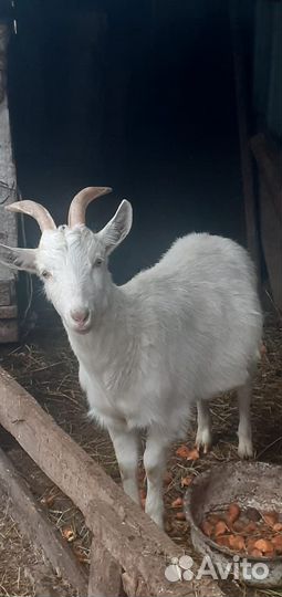 Козы и бараны