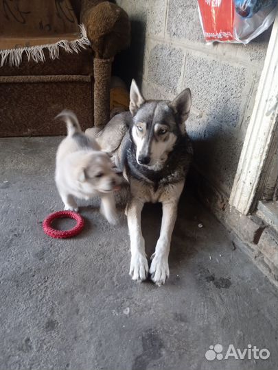 Щенок волчицы