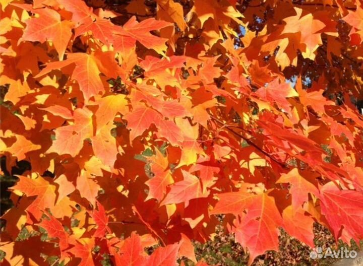 Клен красный