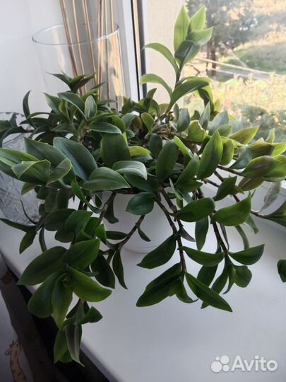 Традесканция