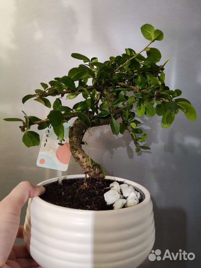 Кармона бонсай