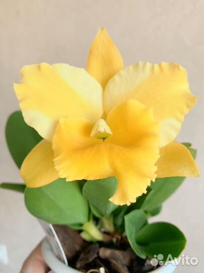 Продам орхидею