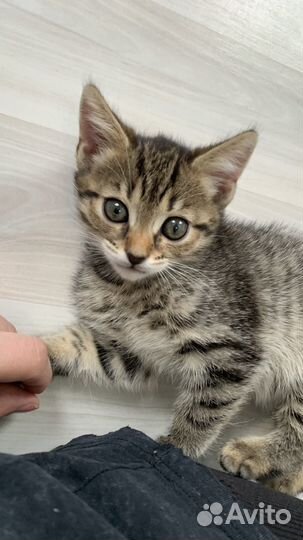 Котенок девочка