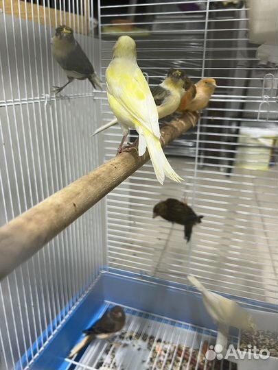 Декоративные поющие кеноры молодые