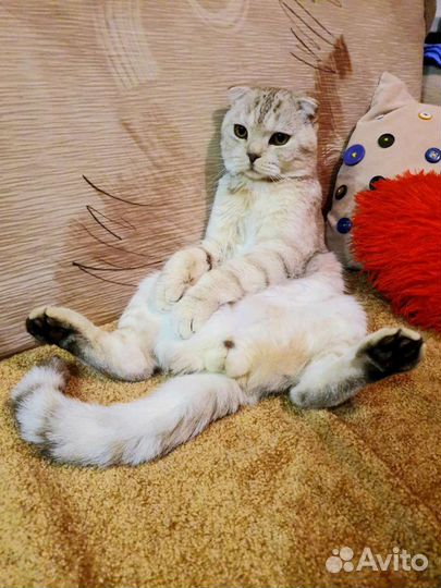 Шотландский кот вязка
