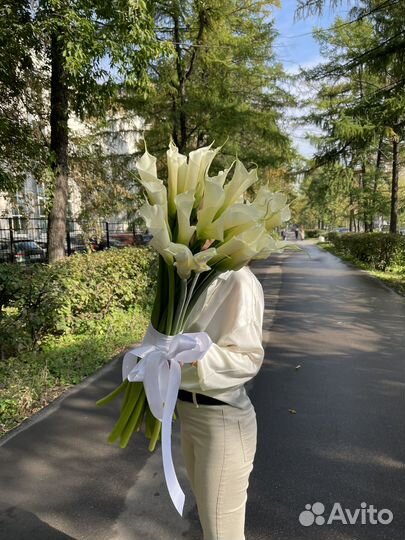 Каллы высокие