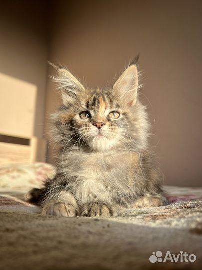 Мейн-кун котята