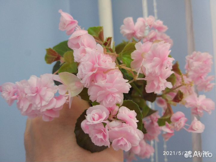 Бегония вечноцветущая махровая розовая