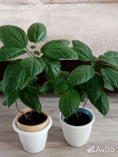 Клеродендрум. Альтернатера