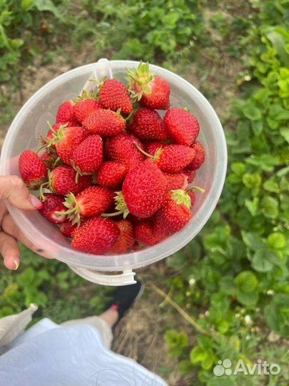 Клубника ремонтантная,сорт Елизавета