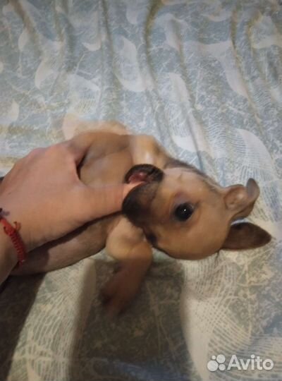 Маленькая собака