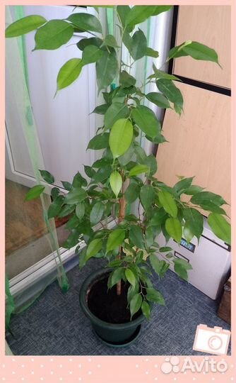 Фикус Бенджамина