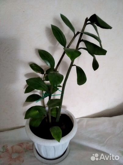 Замиокулькас