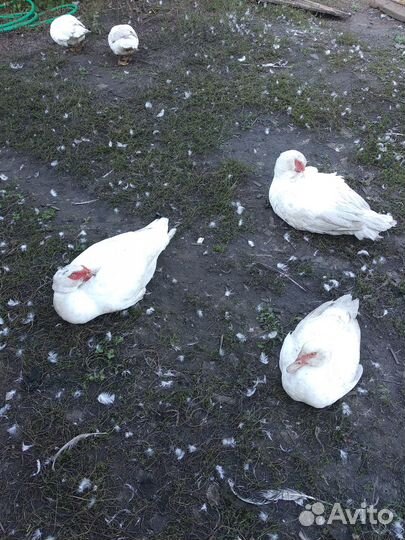 Индоутки и селезни