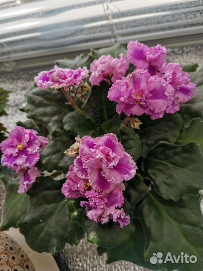 Листики фиалки укорененные