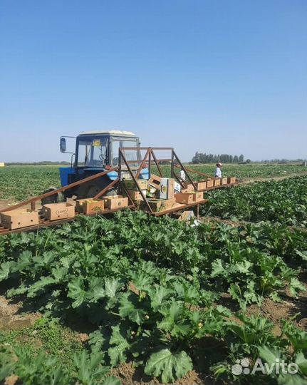 Сбор овощей