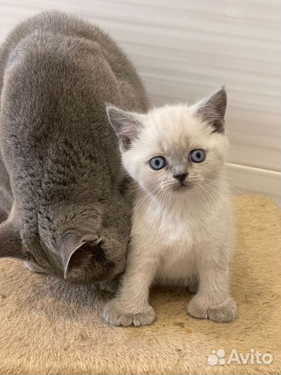 Британские котята