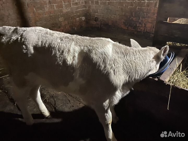 Телочка1 месяц