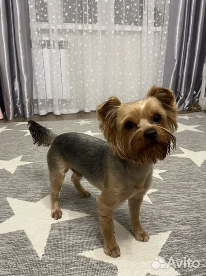 Йоркширский терьер вязка мальчик