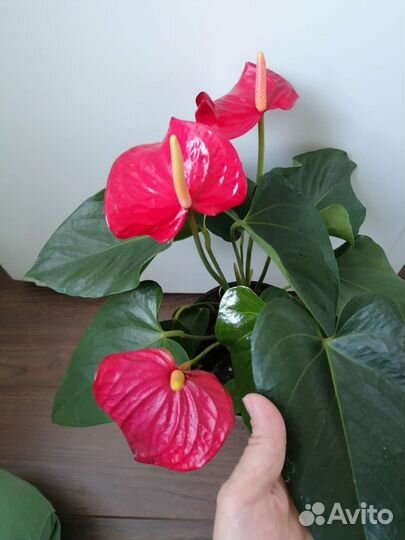 Антуриум бордовый