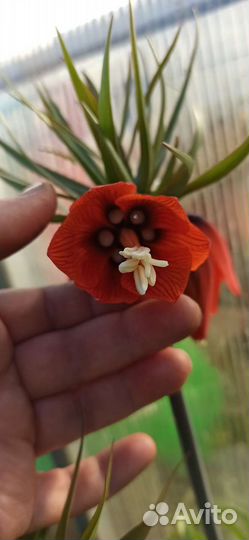 Рябчик, Роджерсия, Купена, Ландыш