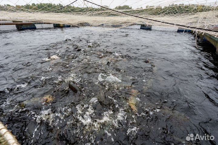 Форелевая ферма-хозяйство