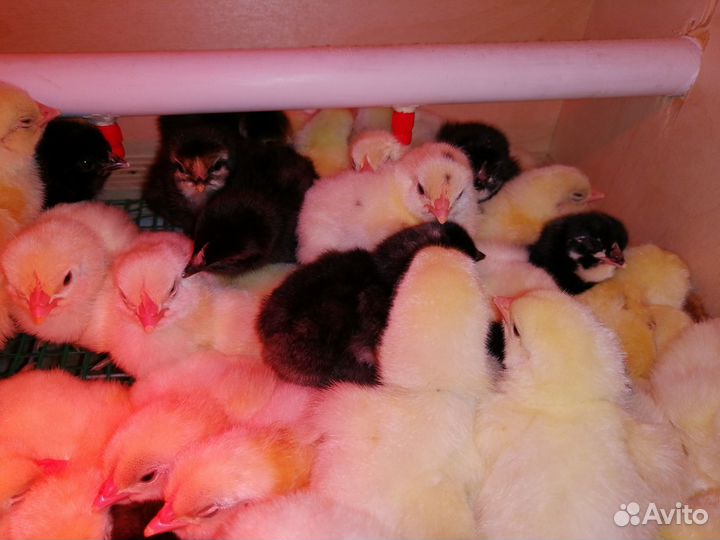 Инкубационное яйцо куриное и цыплята