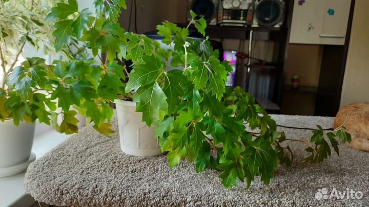 Комнатные цветы