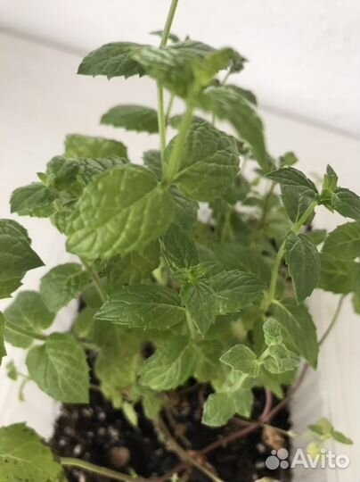 Мята несколько сортов,мелисса,тимьян (чабрец)