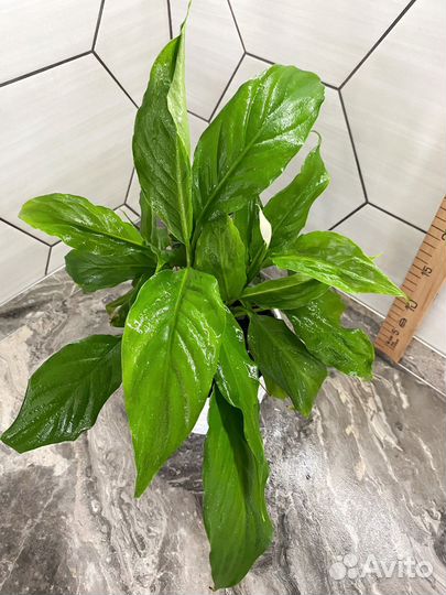 Спатифиллум