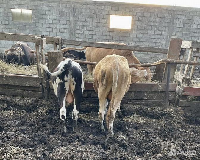 Телочки и бычки