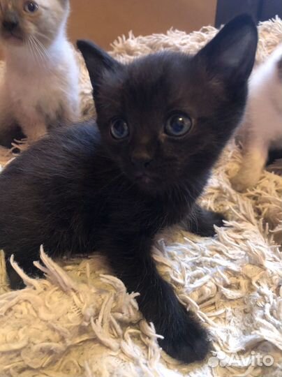 Котята отдам бесплатно