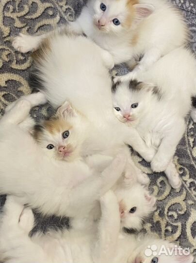 Продаю кошка