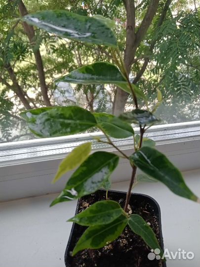 Комнатные цветы