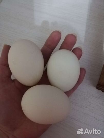 Инкубационные яйца домашних птиц