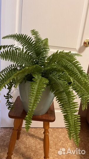Папоротник комнатный