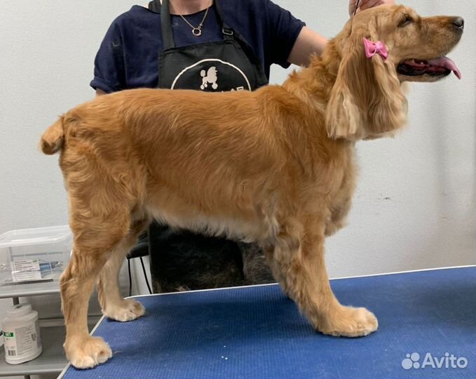 Грумер (стрижка, гигиена животных)