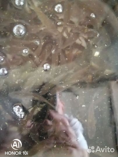 Живец карась