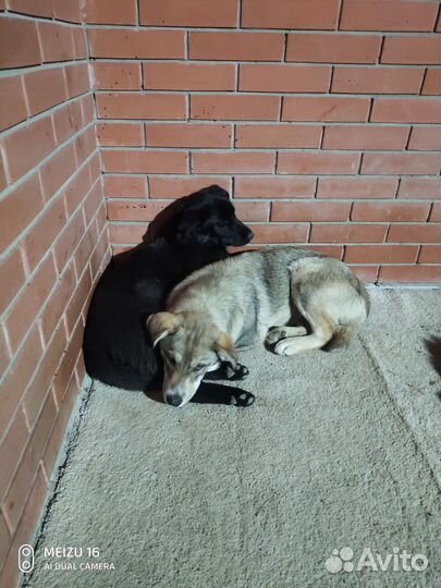 Девочки ищут дом